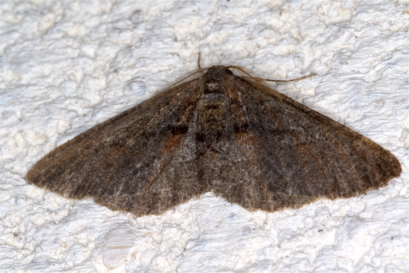 Geometridae II - Agriopis bajaria